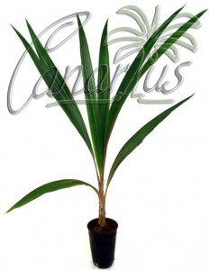 This is our Parajubaea torallyi torallyi in a 12x14 cm pot