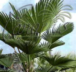 Trachycarpus wagnerianus is a frost proof palm species
