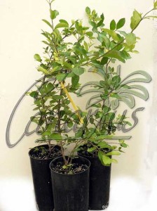 These are the plants of Acerola that we sell at www.canarius.com