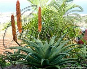 Aloe Reitzii hibrid