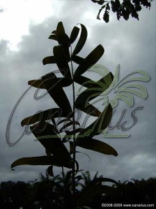 Ceratozamia hildae leaf