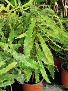 maca plant