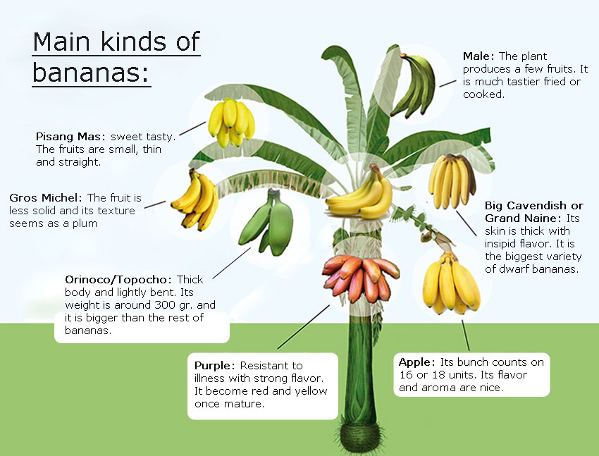 Bananas-infography1