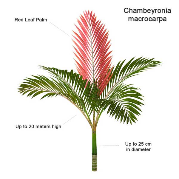 Chambeyronia-macrocarpa