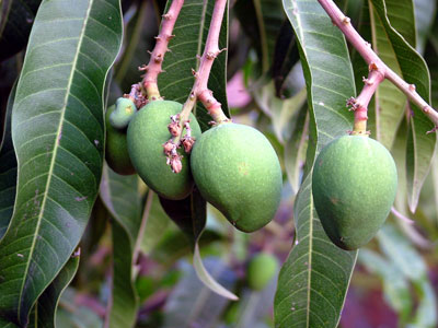 online-mango-tree