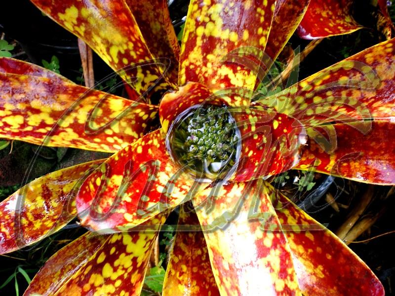 Neoregelia chlorosticta blooming with yellow and red leaves