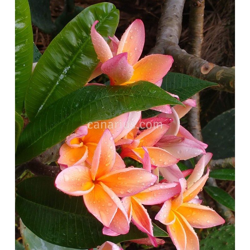 Buy Plumeria 'Kauka Wilder' with Canarius
