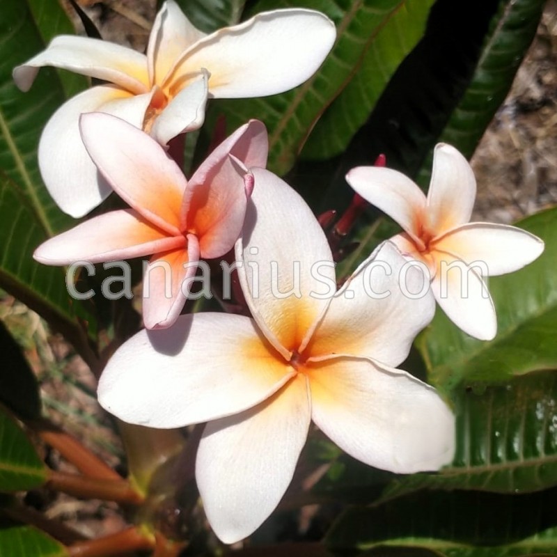 Buy Plumeria 'Phra Nuam' with Canarius