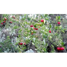 Malpighia glabra cv. Florida Sweet - Acerola