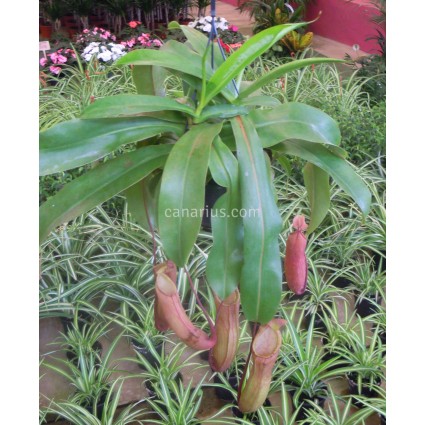 Nepenthes cv. Hybrid