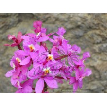 Epidendrum ibaguense Lila - Pink