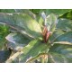 Pseuderanthemum carruthersii var. atropurpureum 'Tricolor'