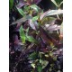 Pseuderanthemum laxiflorum variegatum