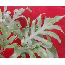 Phlebodium aureum 'Mandaianum'