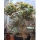 Aeonium decorum f. cristata variegata