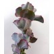 Cotyledon orbiculata cv. Rose
