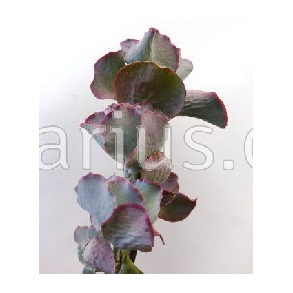 Cotyledon orbiculata cv. Rose