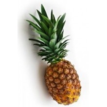 Ananas comosus  'MD-2' - Pineapple