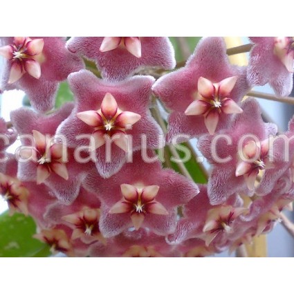 Hoya pubicalyx 'Pink Silver'