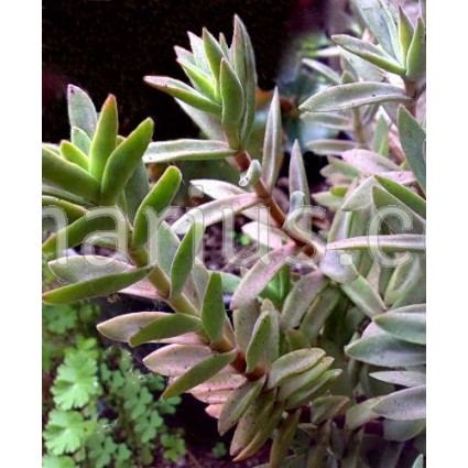 Crassula pubescens ssp. rattrayi