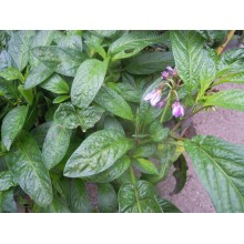 Solanum muricatum - Pepino, Melon Pear