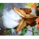Gossypium arboreum - Cotton