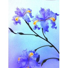 Iris japonica - Forma Azul