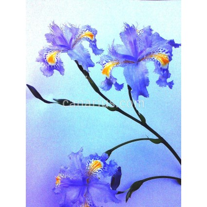 Iris japonica - Blue Form