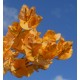 Bougainvillea spectabilis  'Yellow' 