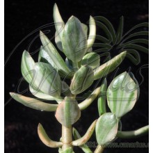 Crassula ovata Tricolor (green/white)