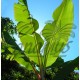 Musa cv. Gros Michel - Platanera, Banana