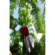 Musa cv. Orinoco, Topocho - Banana Tree