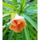 Cascabela thevetia 'Orange'