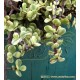 Portulacaria afra variegata