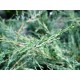 Juniperus x Media cv. Pfitzeriana Glauca
