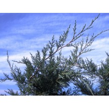 Juniperus x Media cv. Pfitzeriana Glauca