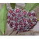 Hoya pubicalyx cv. Red Button
