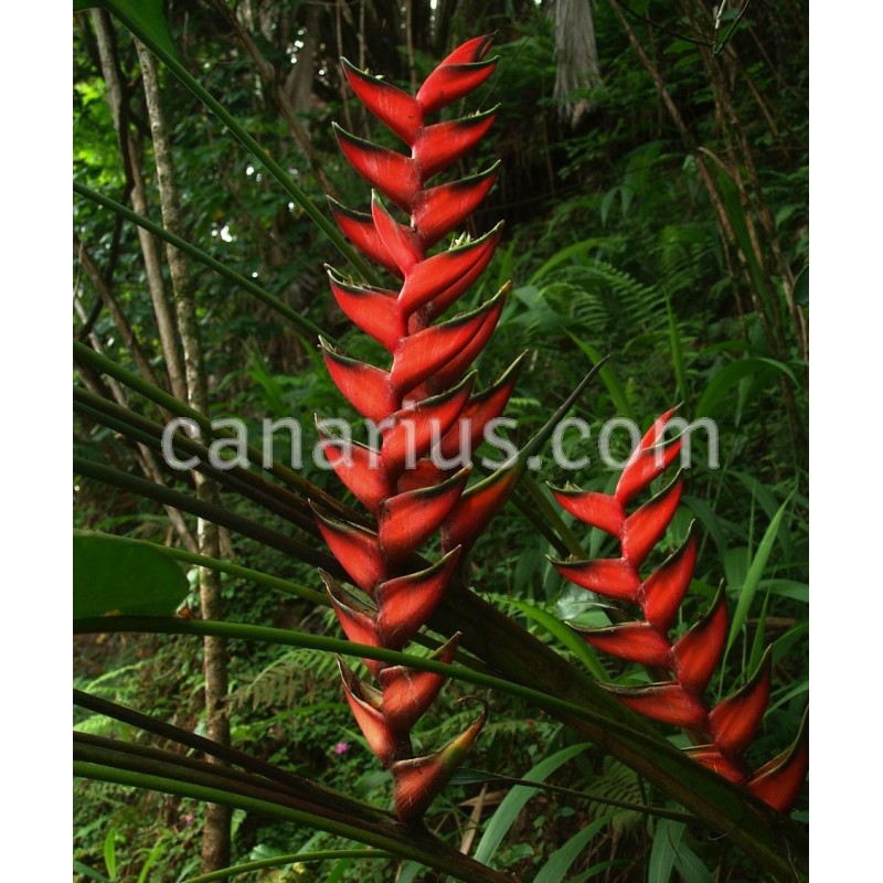 Heliconia bihai Rhizome 1 Live Lobster Claw One Tropical Flowers From Thailand