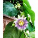 Passiflora ligularis