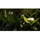 Syzygium cordatum - Water Berry