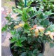 Myrciaria cauliflora - Jaboticaba (Plinia)