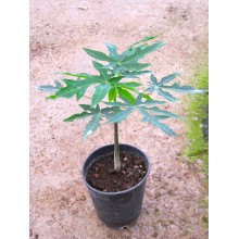 Carica papaya cv. Maradol Roja - Cuba