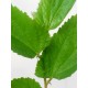 Muntingia calabura - Strawberry Tree