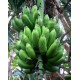 Musa 'Manzano' - Apple Banana