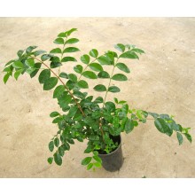 Psidium eugeniaefolia - Araca Una