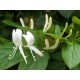 Lonicera japonica - White Honeysuckle