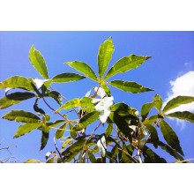 Manihot esculenta 'Yucca Blanca'- Cassava
