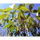 Manihot esculenta - Cassava