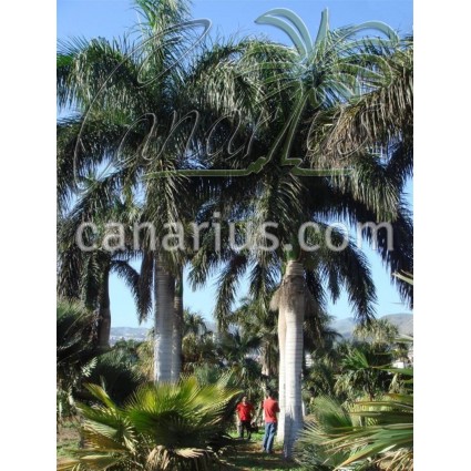 Roystonea regia -  Cuban Royal Palm