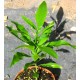 Sapindus saponaria - Soap Tree
